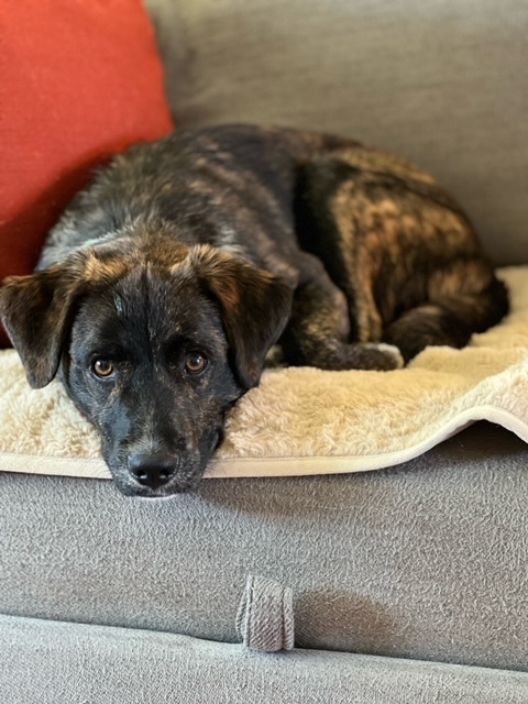 Tommy ("Mike"), a Adoptable mixed breed in Tucson, AZ image 5/6