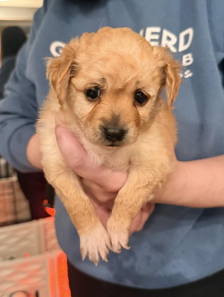 Enlarge CHIMICHANGA, a Adoptable mixed breed in Beaumont, CA image 1/1