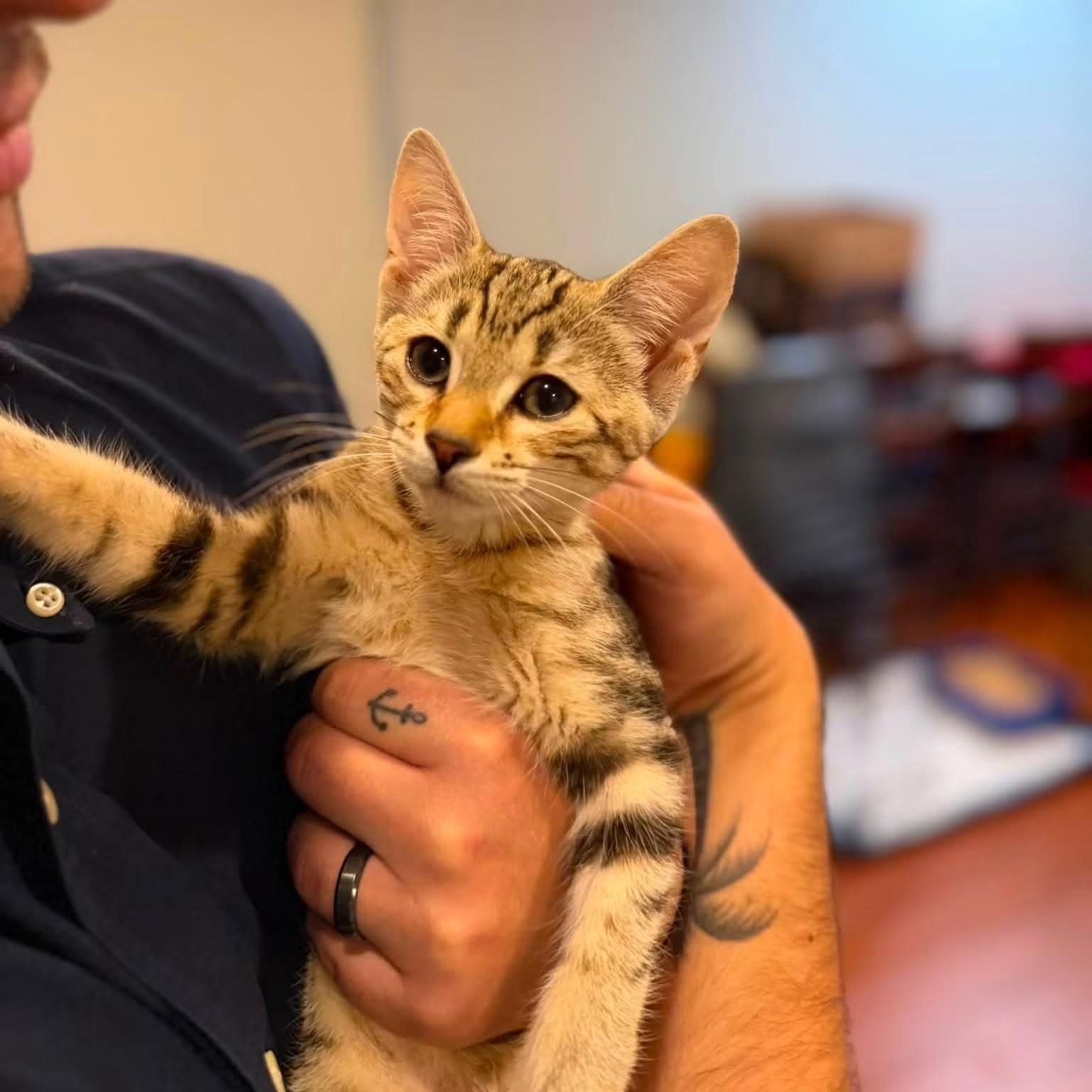 Miracle, adopted, Kitten Female Tabby & Domestic Short Hair.