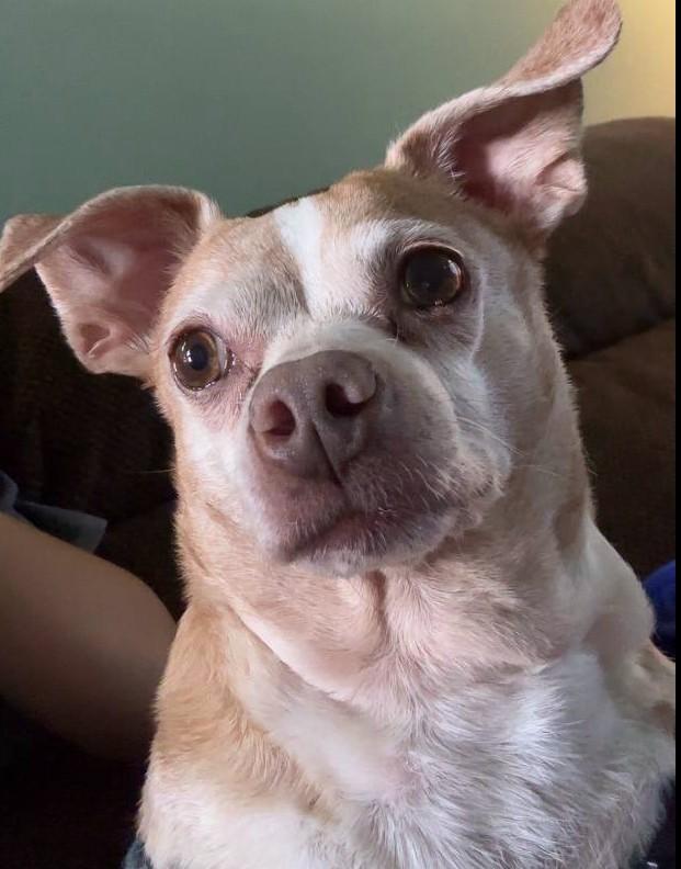Bruno