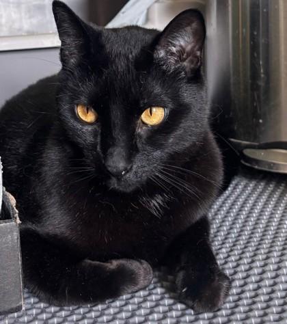 Brownie, Adoptable, Adult Male Domestic Short Hair & Domestic Short Hair.