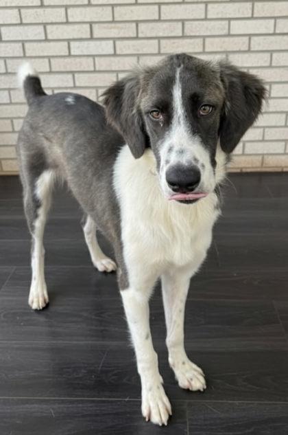 Enlarge Jude, a Adoptable Mixed Breed in Cibolo, TX image 1/2