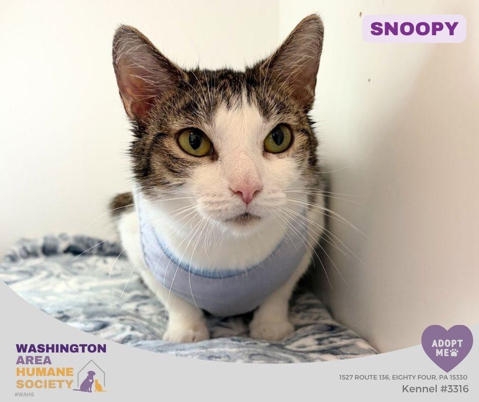 Snoopy, an adoptable mixed breed in Eighty Four, PA image 2/2