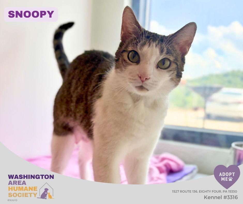 Snoopy, an adoptable mixed breed in Eighty Four, PA image 1/2