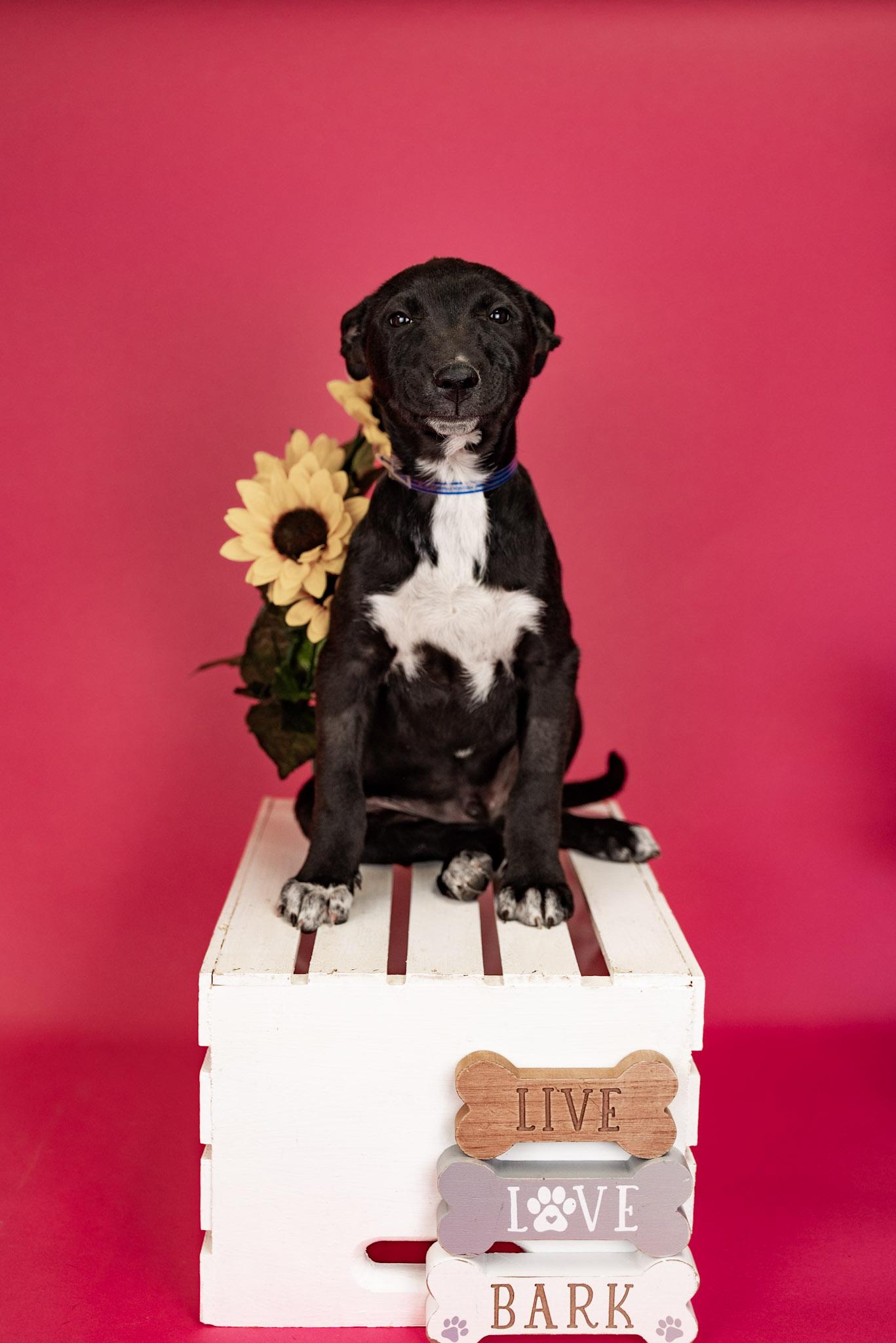Enlarge 267-26, a ADOPTABLE mixed breed in Brighton, CO image 1/1