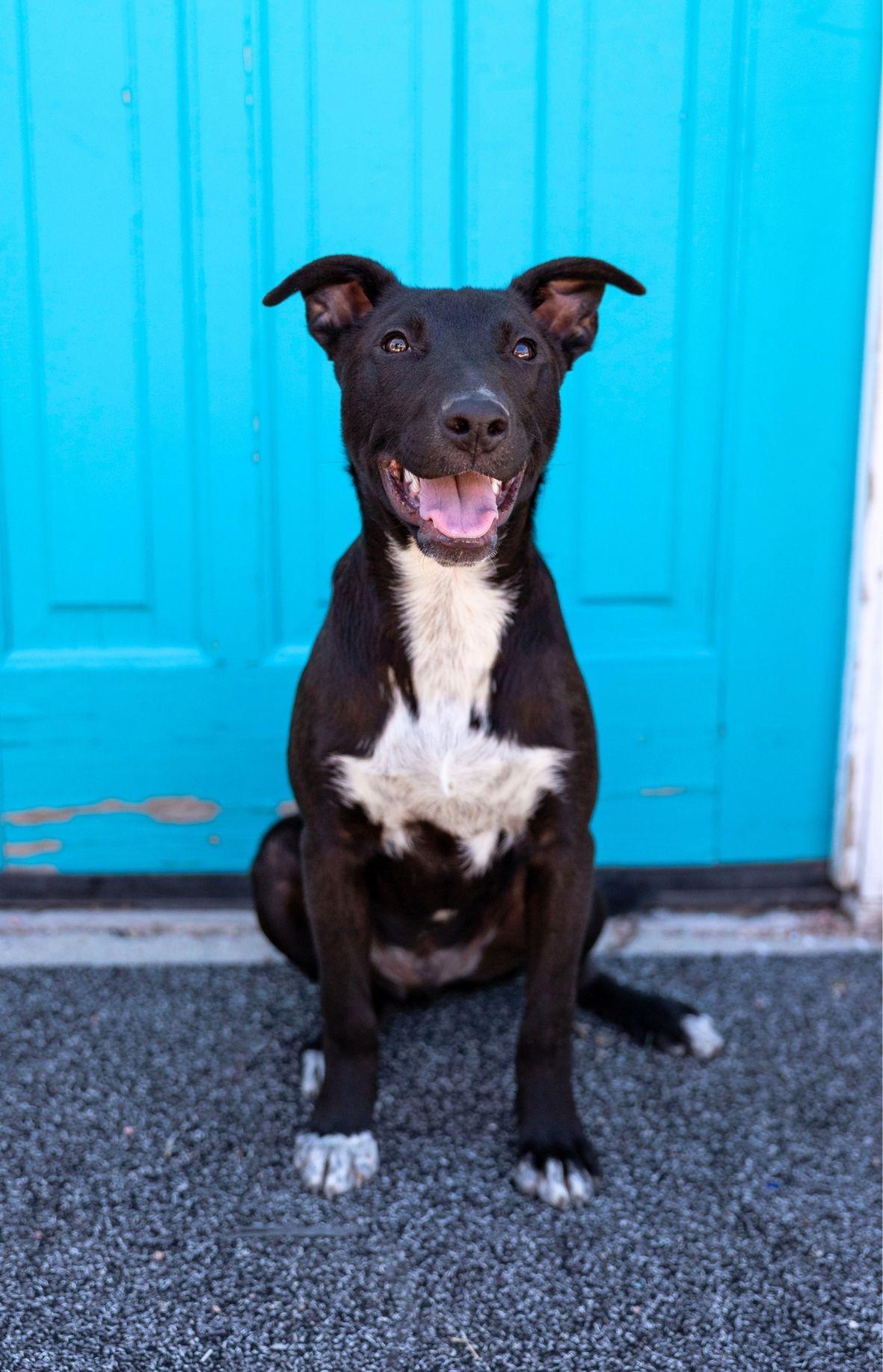 267-26 (Wanye), ADOPTABLE, Puppy Male Shepherd.