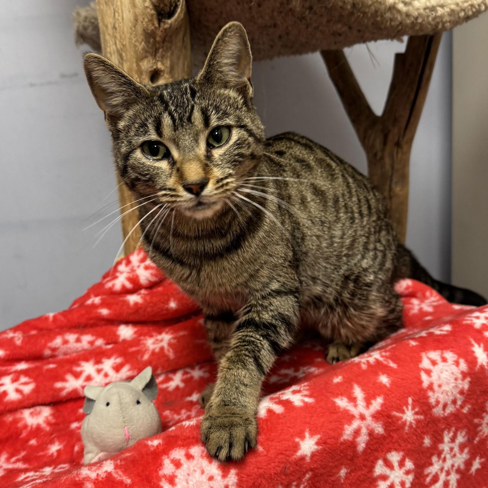 Patty, Adoptable, Adult Female Domestic Short Hair.