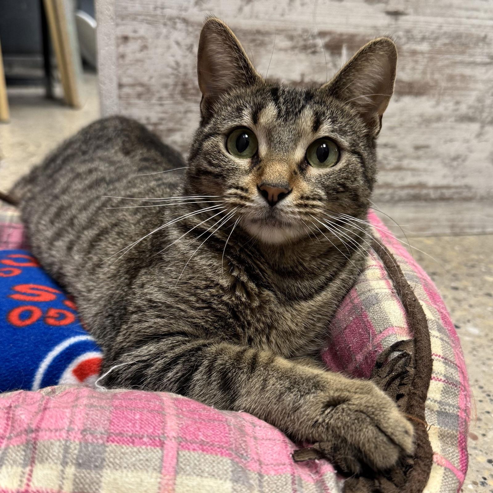 Enlarge Patty, a Adoptable Domestic Short Hair in Hanover Park, IL image 2/3