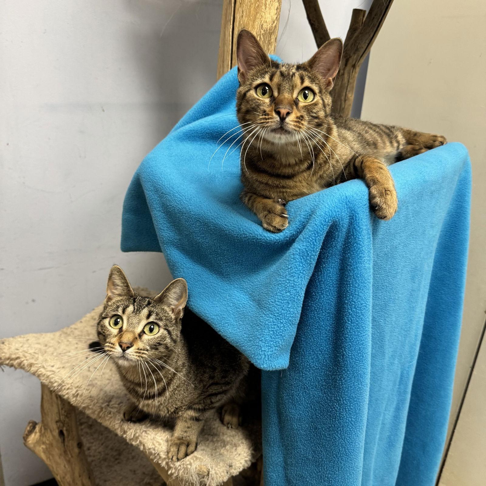 Enlarge Patty, a Adoptable Domestic Short Hair in Hanover Park, IL image 3/3