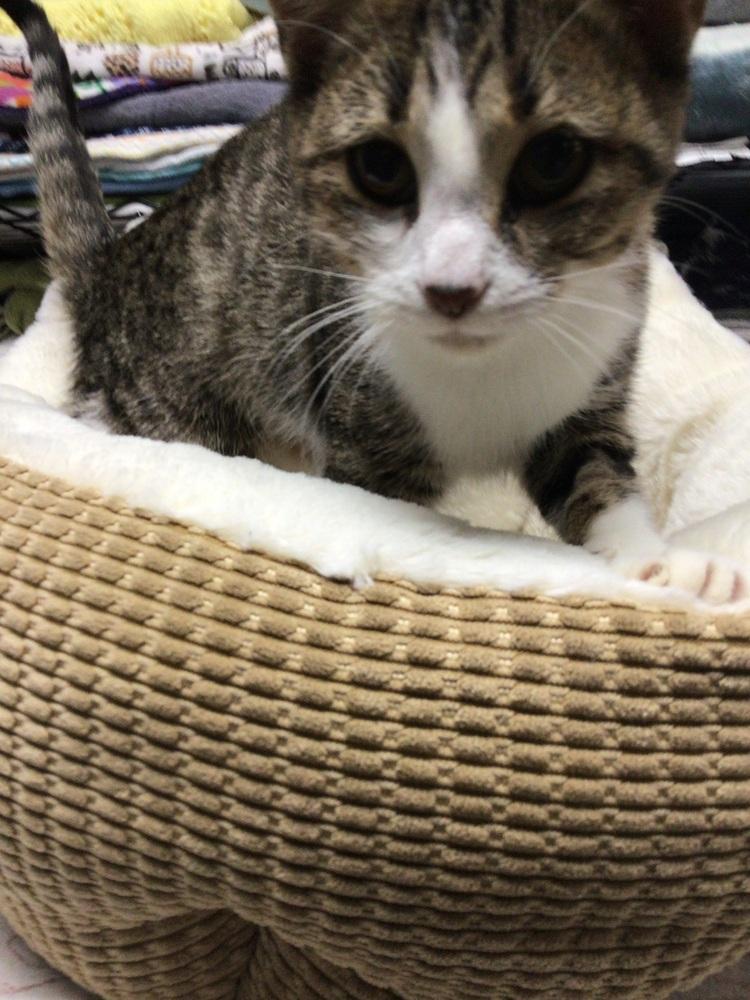 May, Adoptable, Young Female Domestic Short Hair.