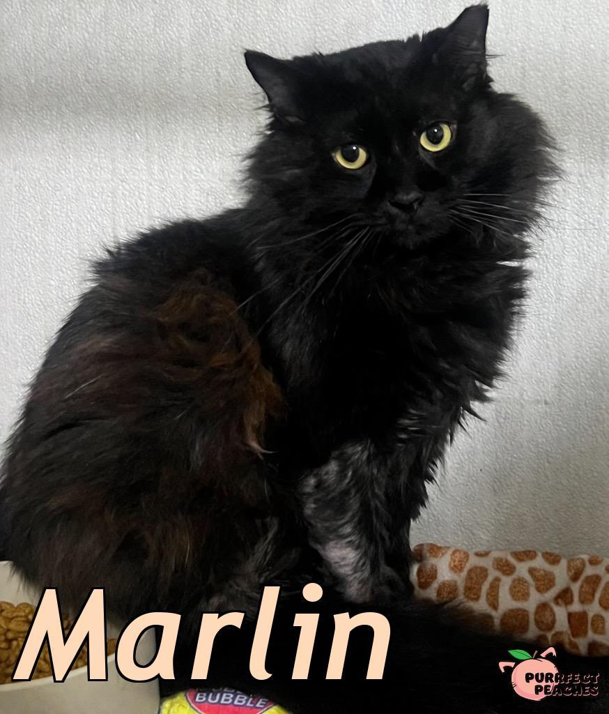 Marlin, Adoptable, Young Male Maine Coon & Domestic Long Hair.