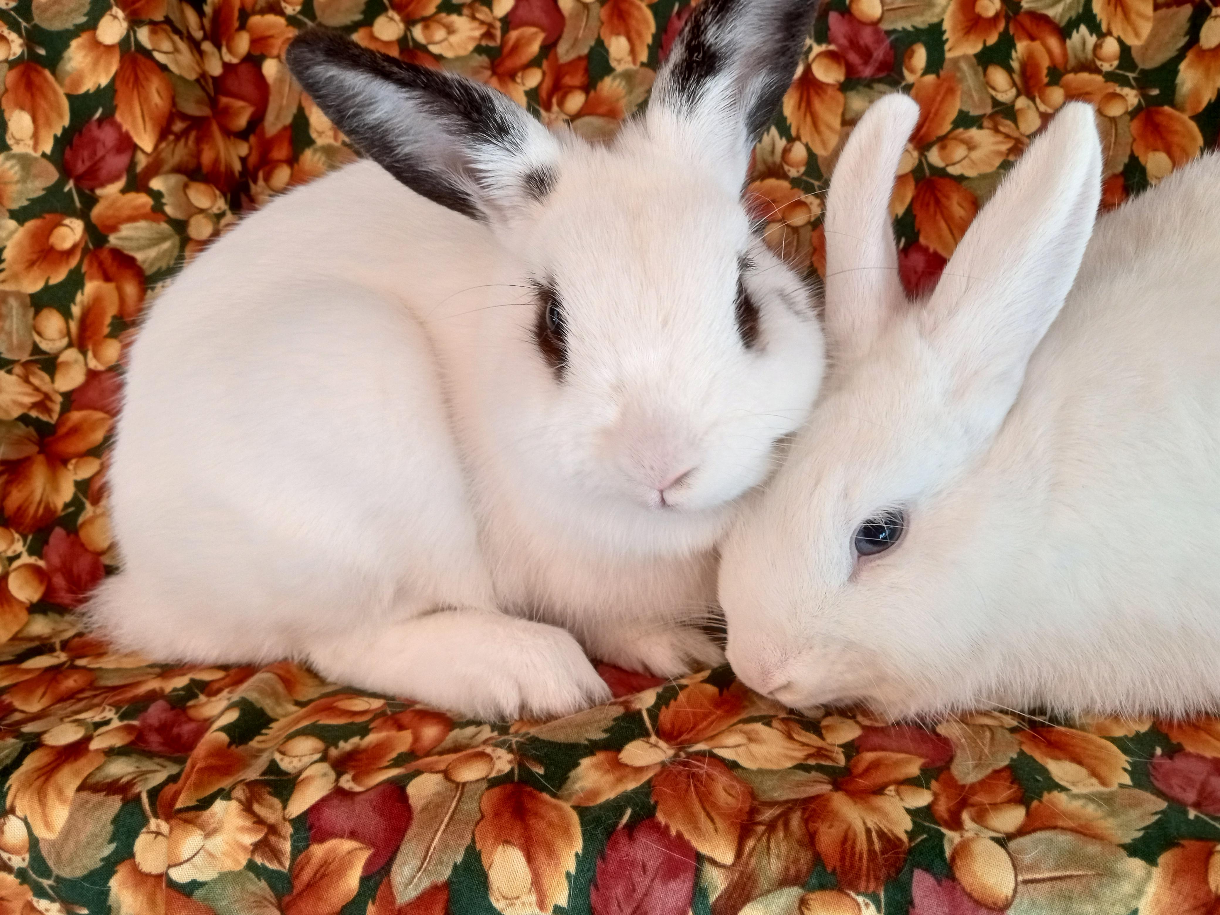 Enlarge Mia/Clara, an adoptable mixed breed in Goleta, CA image 2/2