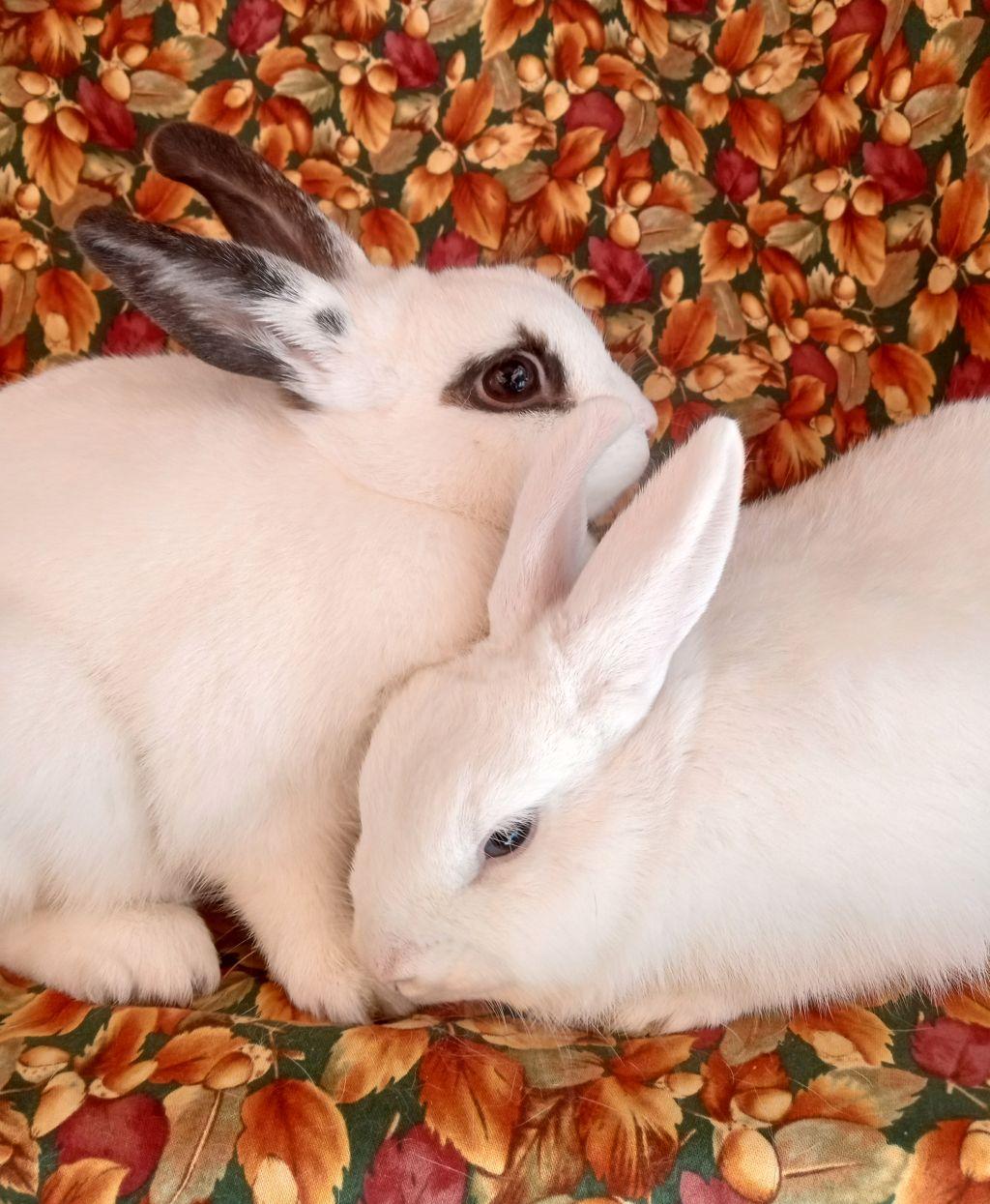 Enlarge Mia/Clara, an adoptable mixed breed in Goleta, CA image 1/2