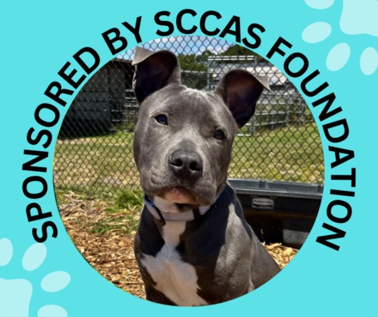 Enlarge RUBEN*, a Adoptable Pit Bull Terrier in Santa Cruz, CA image 1/1