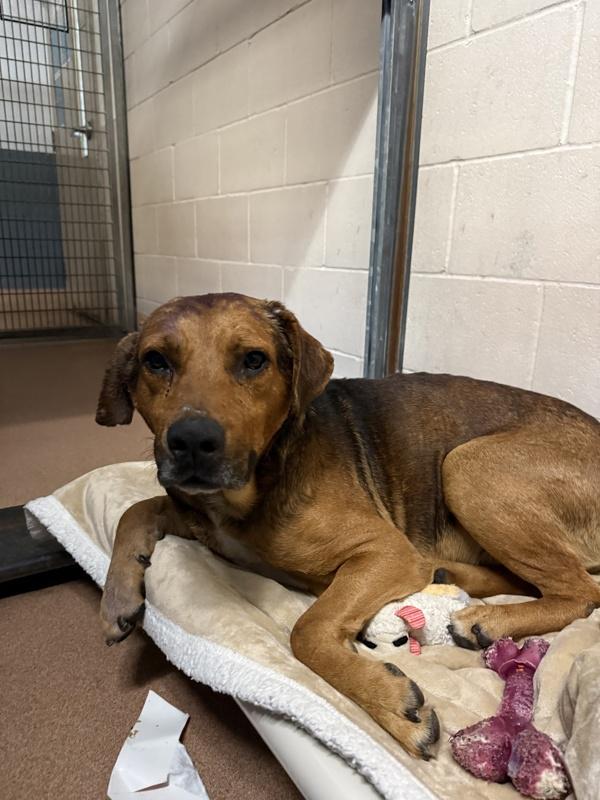 Benjamin George Biscuit Iii, Adoptable, Adult Male Shepherd.