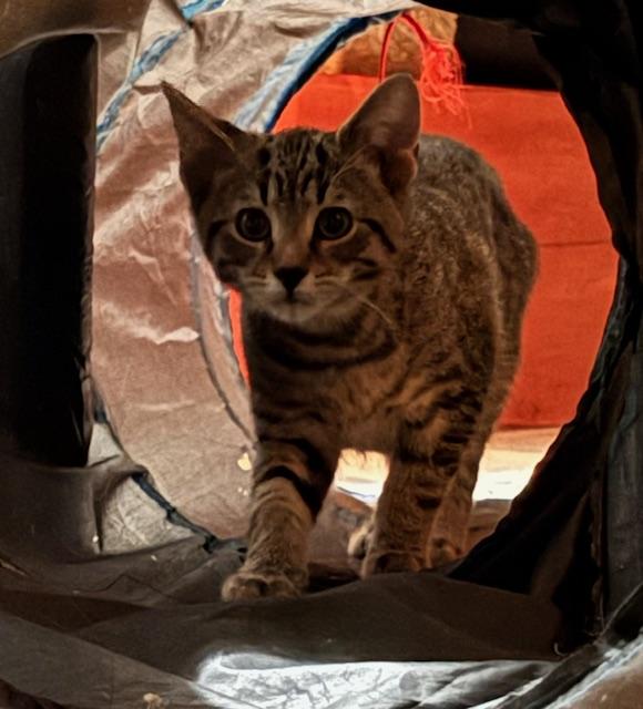 Enlarge Beaker, a Adoptable Domestic Short Hair in Chambersburg, PA image 3/3