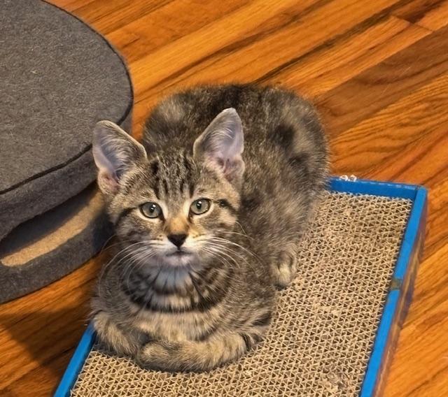 Beaker, Adoptable, Kitten Male Domestic Short Hair.
