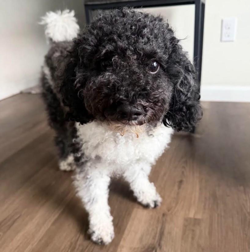 Jackson, adopted, Adult Male Aussiedoodle.