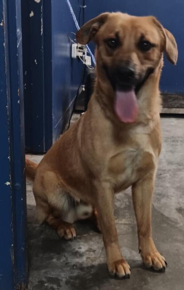 Koda, Adoptable, Adult Male Mixed Breed.