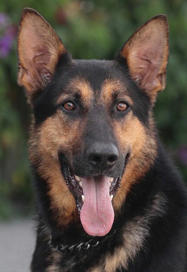 Enlarge Ozzy von Osterfeld, an adopted German Shepherd Dog in Los Angeles, CA image 1/1