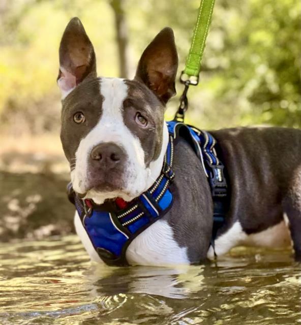 ALASTOR MOODY, Adoptable, Young Male Pit Bull Terrier.