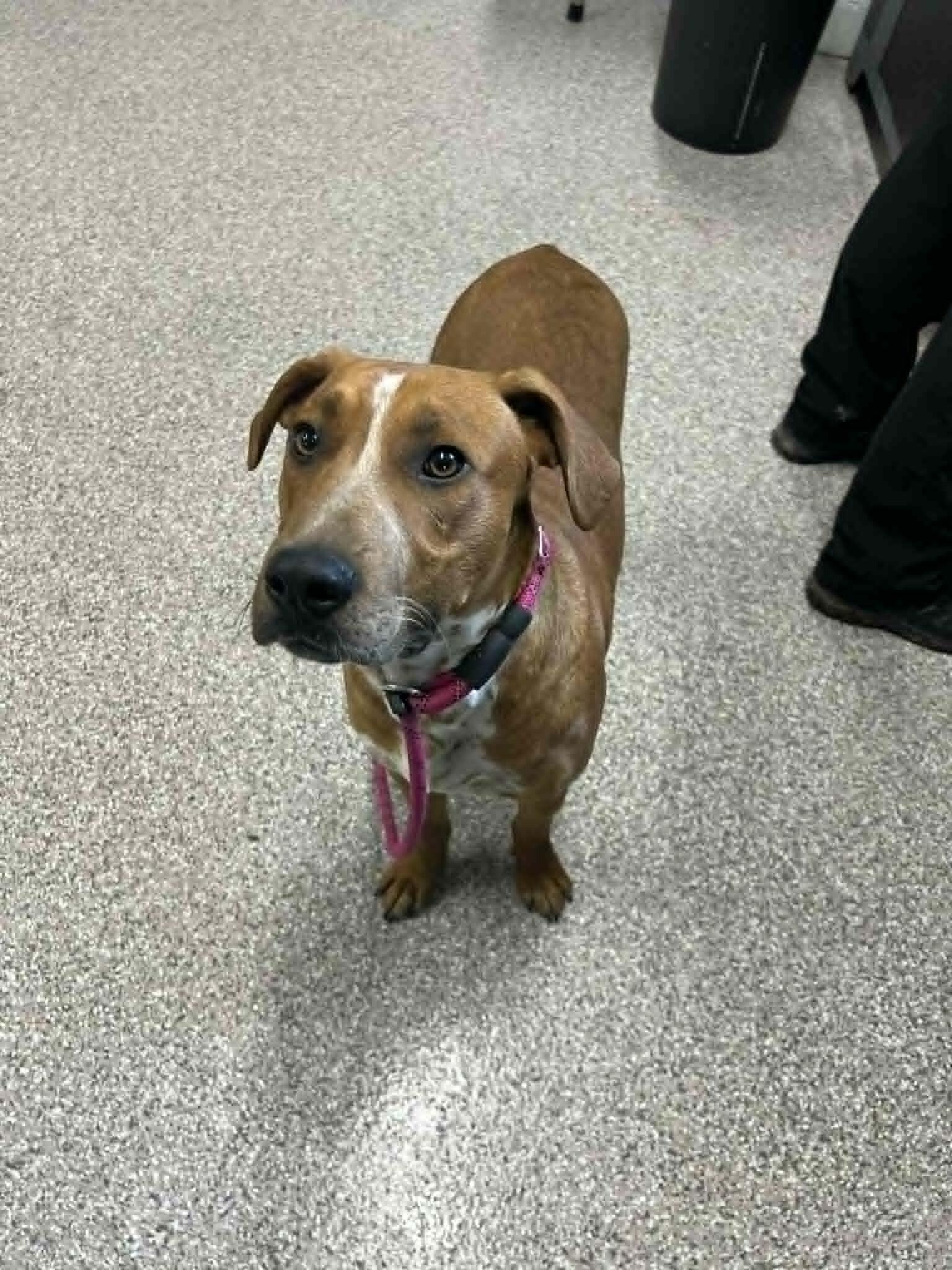 Enlarge Maverick, a Adoptable mixed breed in Georgetown, OH image 1/1