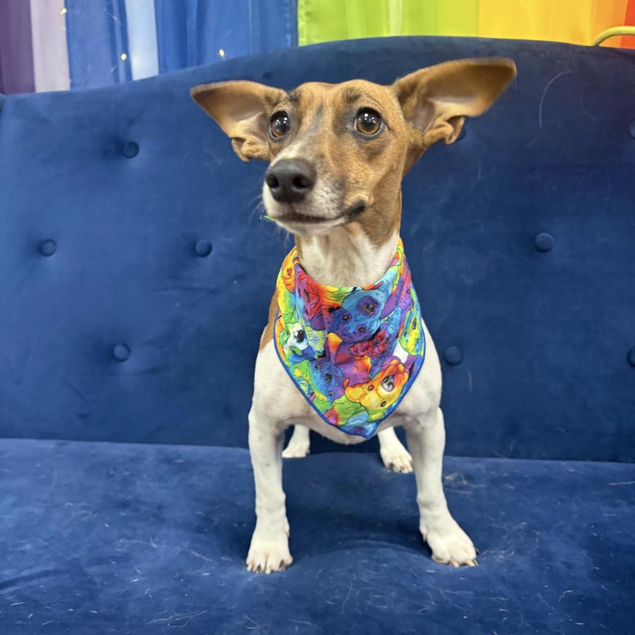 Enlarge Rosie, a ADOPTABLE mixed breed in Louisburg, KS image 2/6
