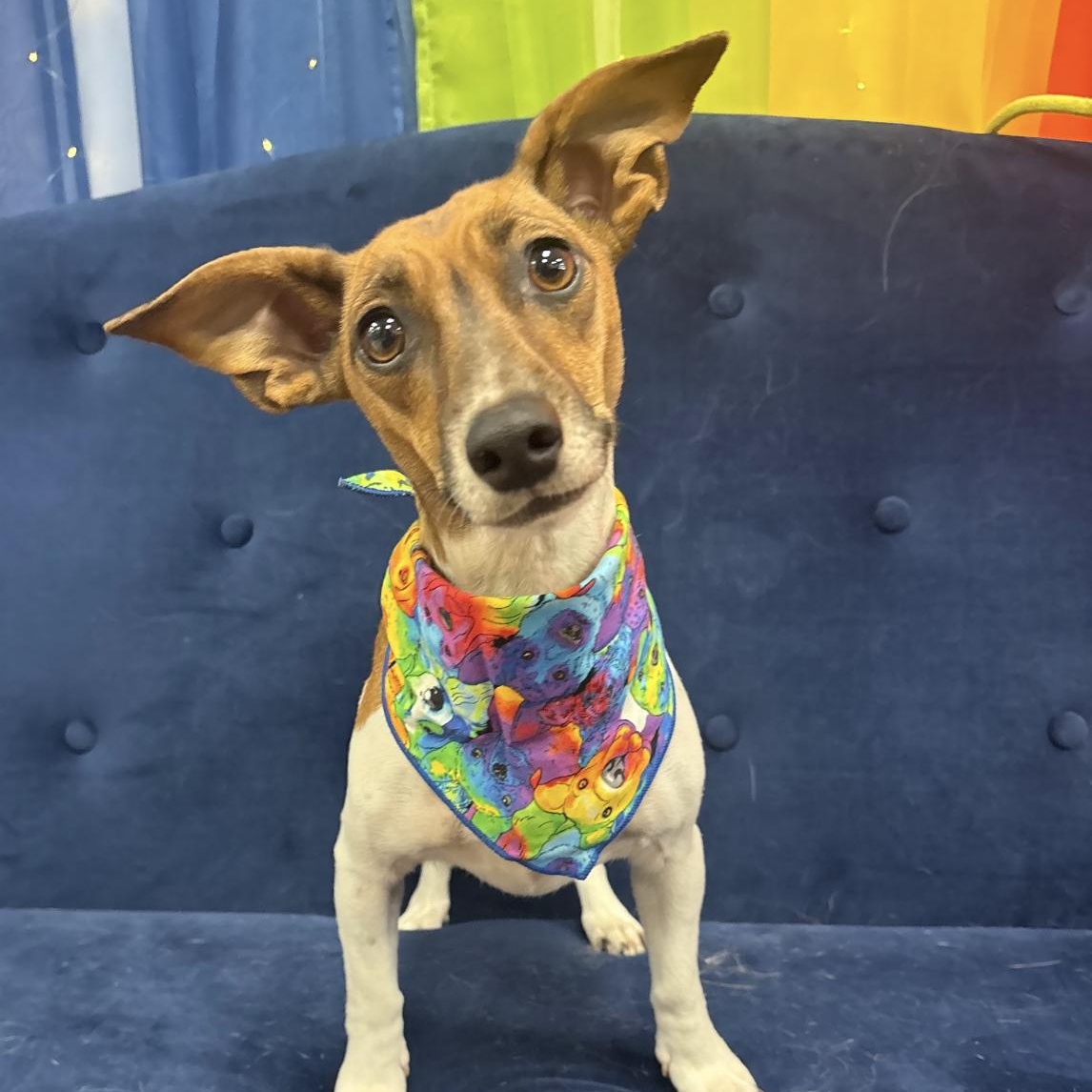 Rosie, ADOPTABLE, Young Female Dachshund & Jack Russell Terrier.