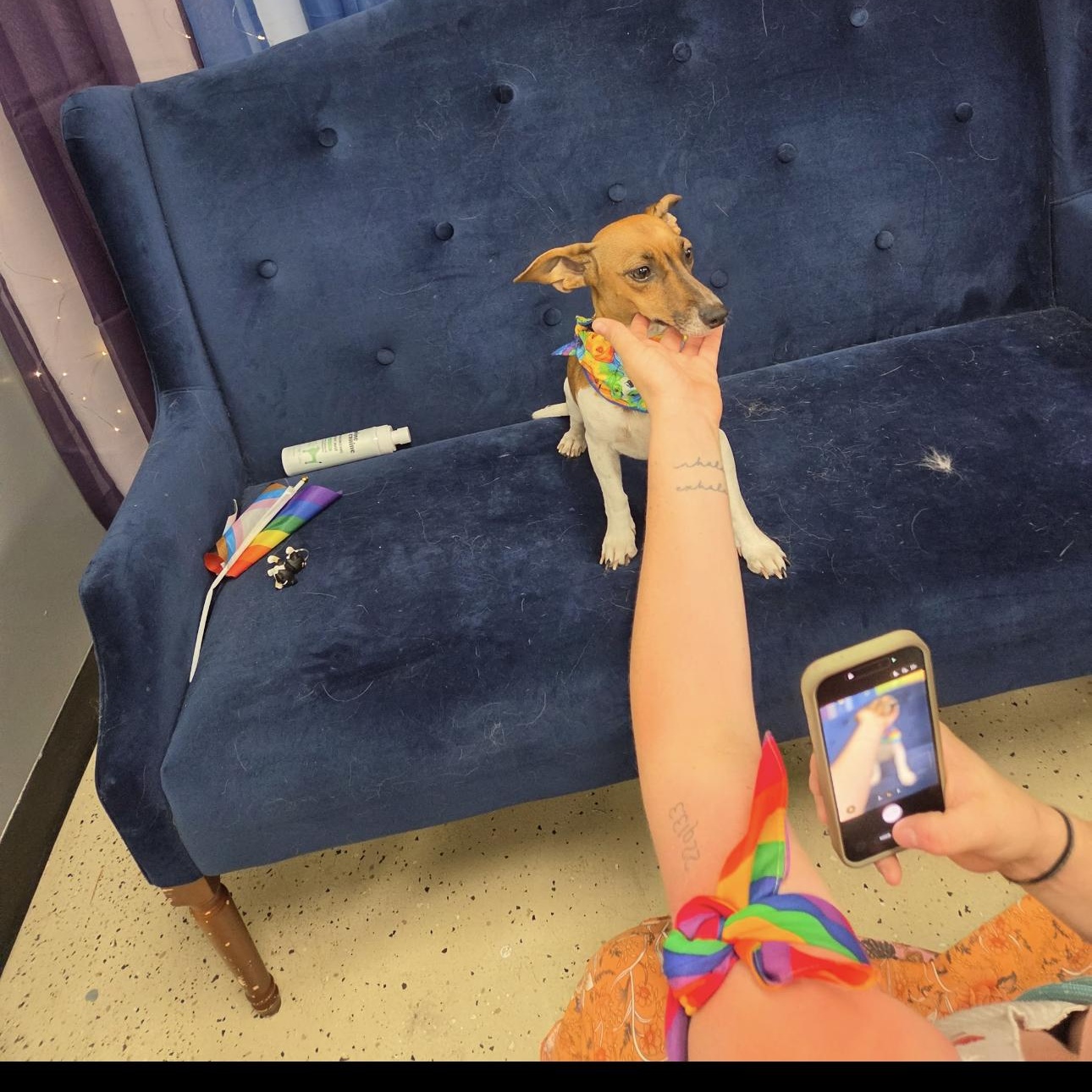 Enlarge Rosie, a ADOPTABLE mixed breed in Louisburg, KS image 6/6