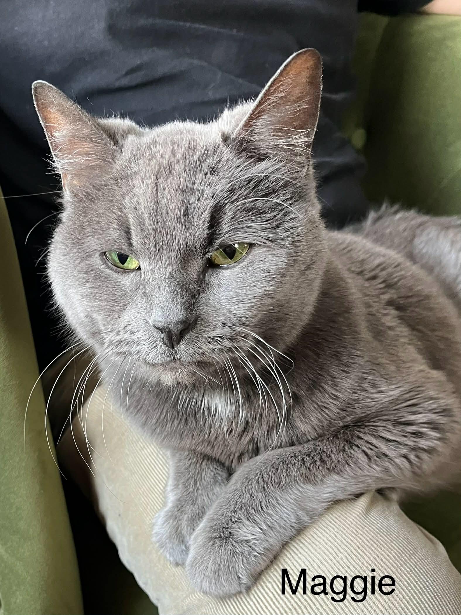 Enlarge Maggie *** Declawed **, a Adoptable mixed breed in Livonia, MI image 3/5