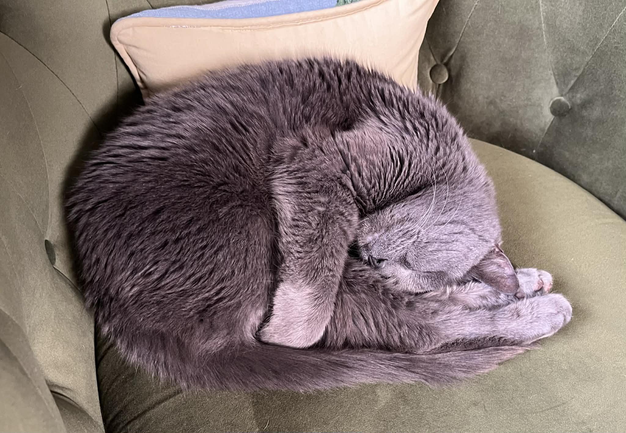 Enlarge Maggie *** Declawed **, a Adoptable mixed breed in Livonia, MI image 4/5