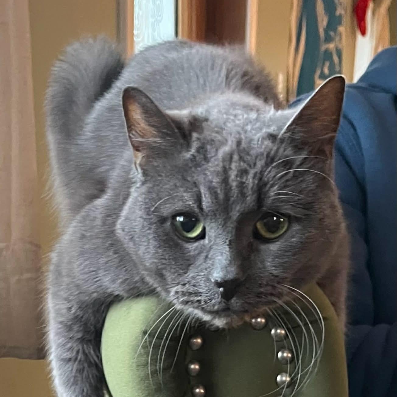 Maggie *** Declawed **, Adoptable, Adult Female Russian Blue & Domestic Short Hair.