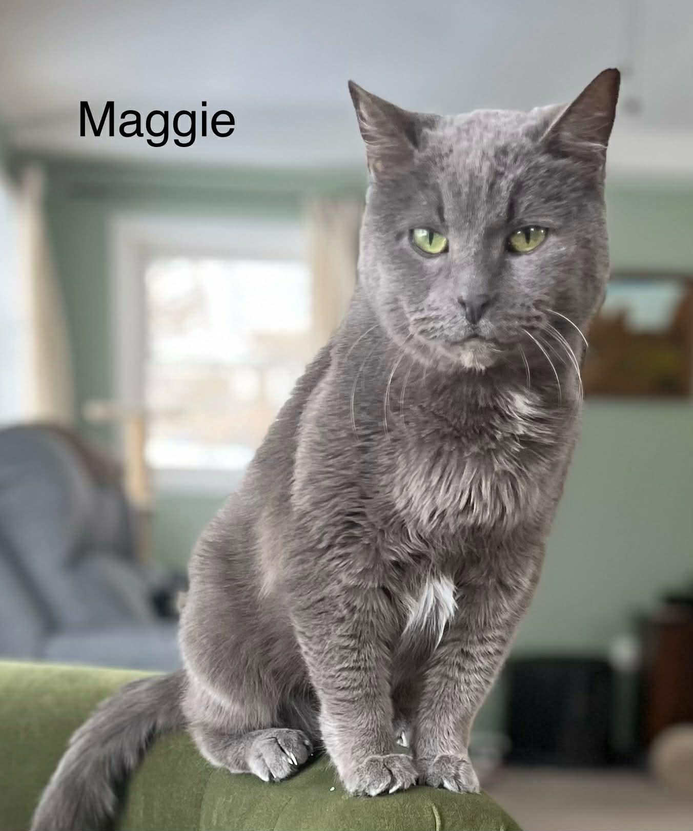 Enlarge Maggie *** Declawed **, a Adoptable mixed breed in Livonia, MI image 2/5