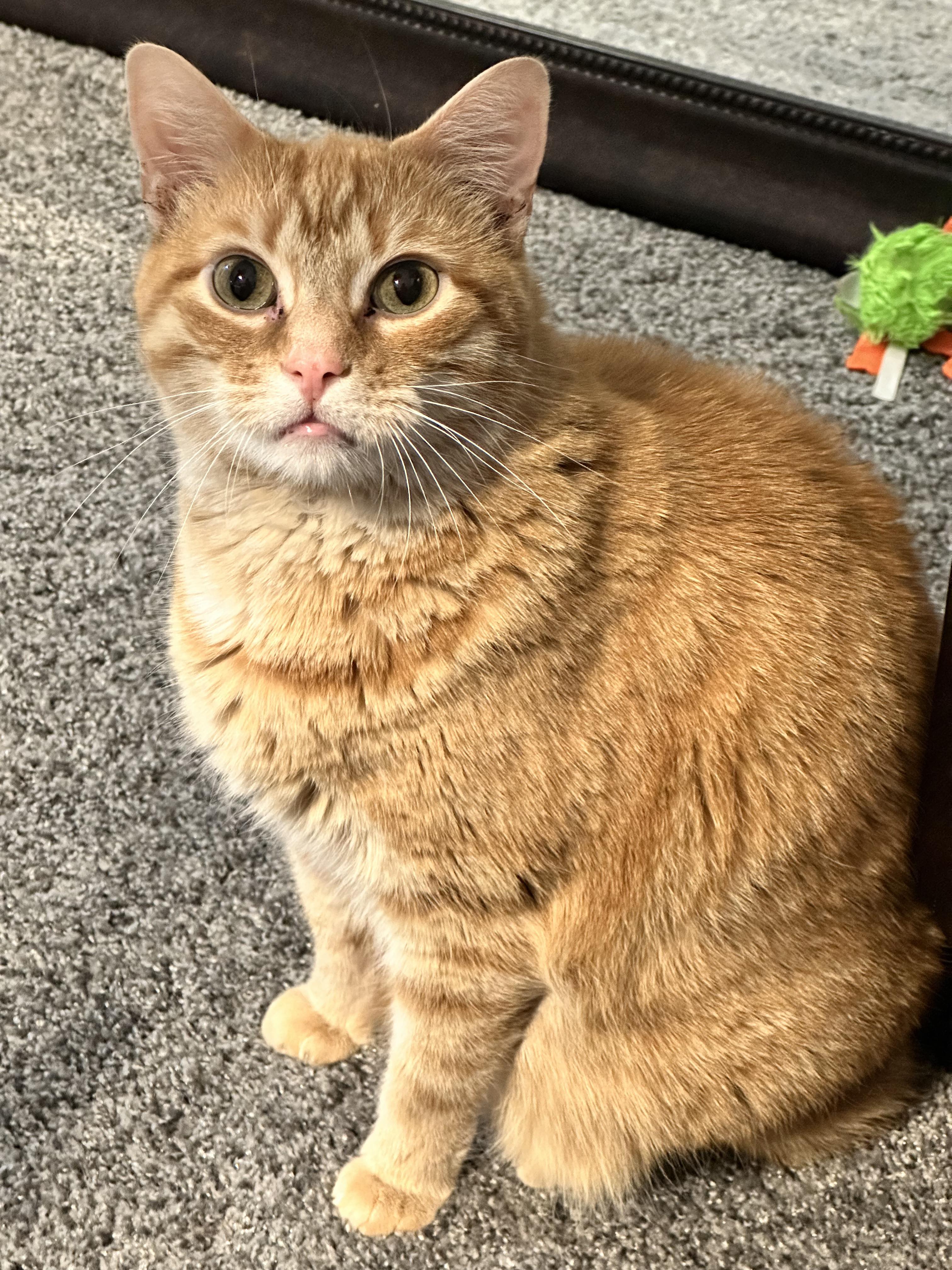 Enlarge Theo, a Adoptable Tabby in Charlotte, NC image 12/14