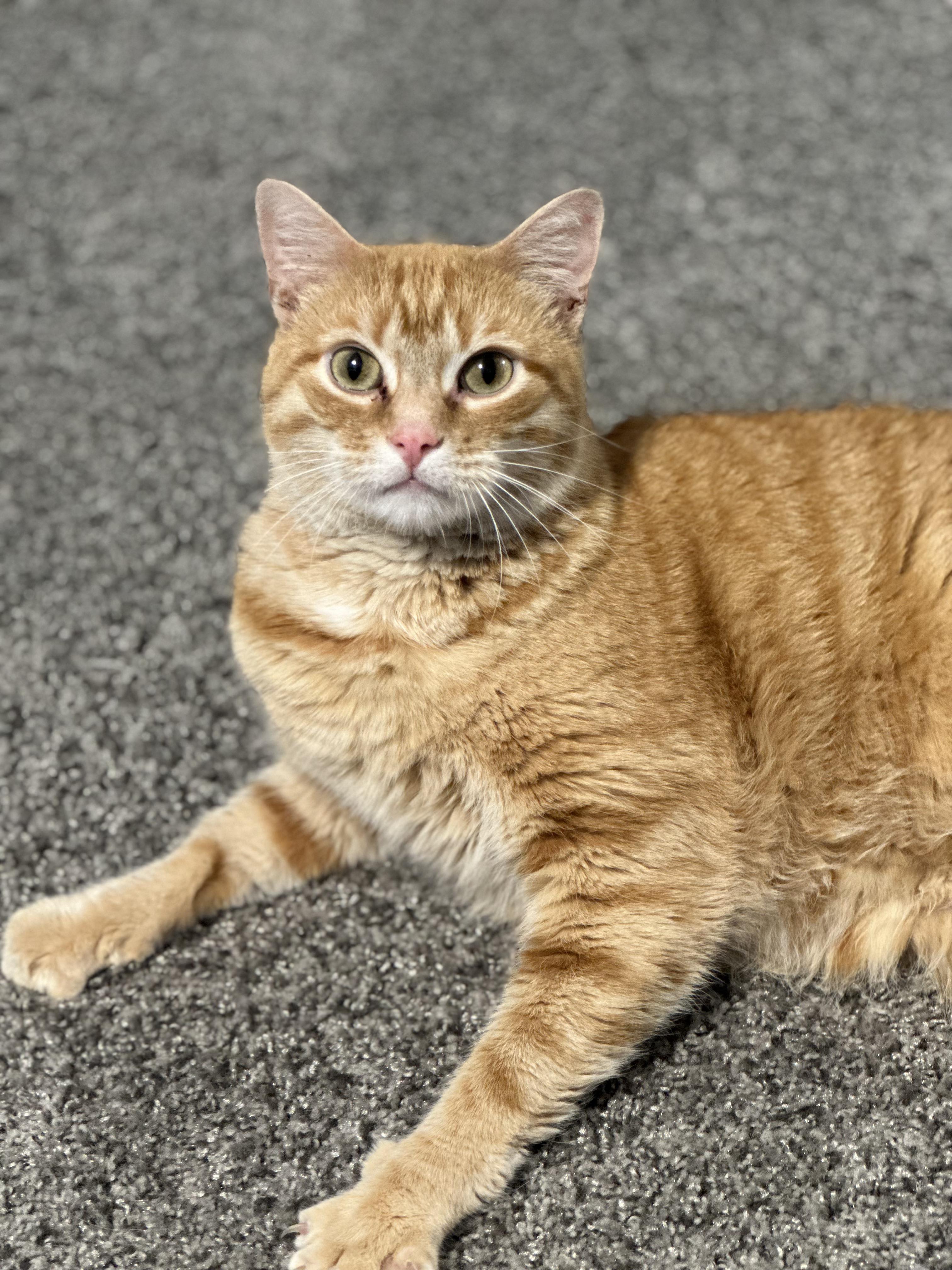 Enlarge Theo, a Adoptable Tabby in Charlotte, NC image 10/14