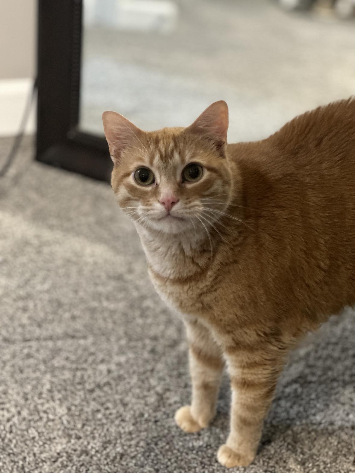 Enlarge Theo, a Adoptable Tabby in Charlotte, NC image 14/14