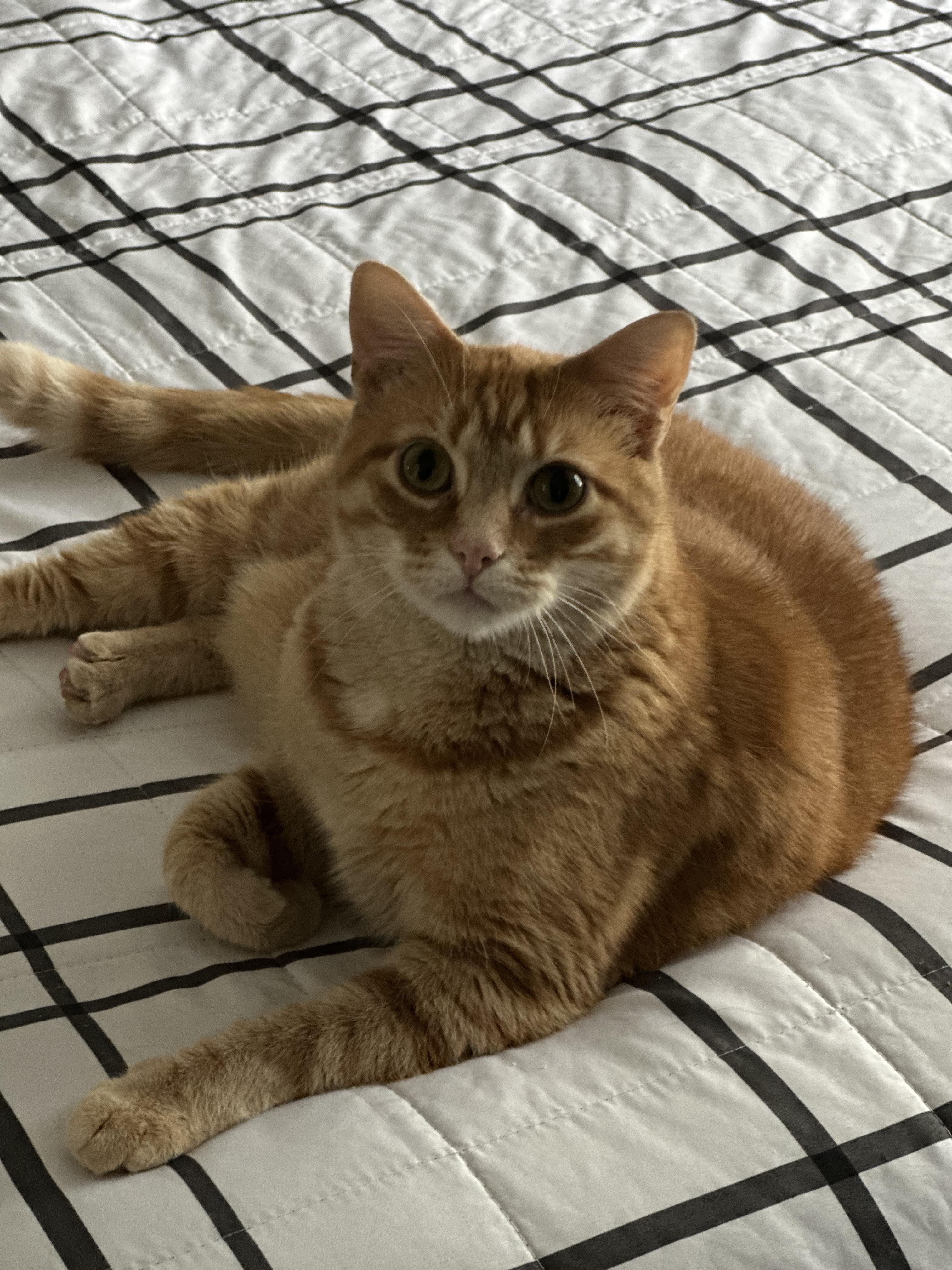 Enlarge Theo, a Adoptable Tabby in Charlotte, NC image 13/14