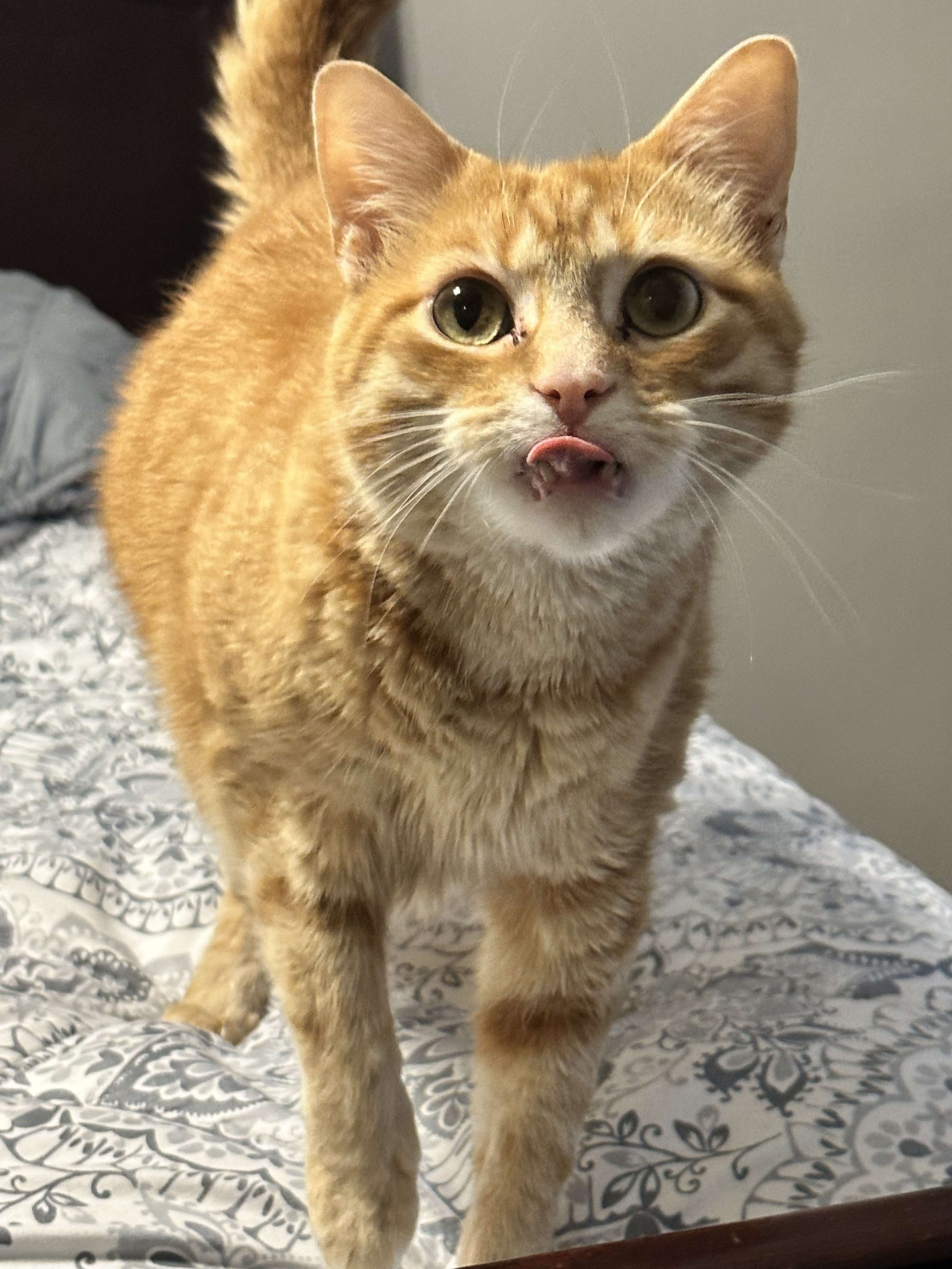 Theo, a Adoptable Tabby in Charlotte, NC image 1/14