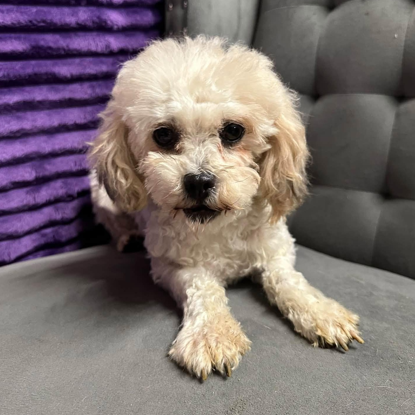 Enlarge Miranda- Foster Home Needed, a Adoptable Bichon Frise in Hartland, WI image 5/6