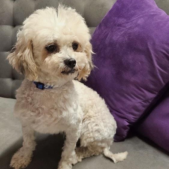Enlarge Miranda- Foster Home Needed, a Adoptable Bichon Frise in Hartland, WI image 4/6