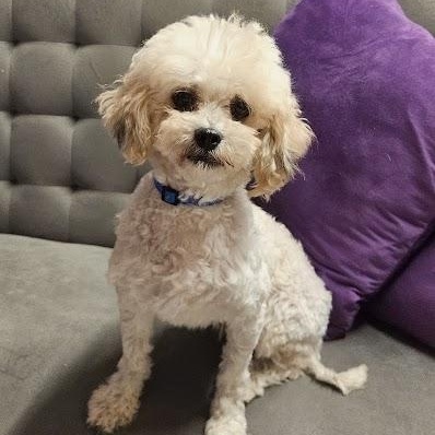 Enlarge Miranda- Foster Home Needed, a Adoptable Bichon Frise in Hartland, WI image 3/6