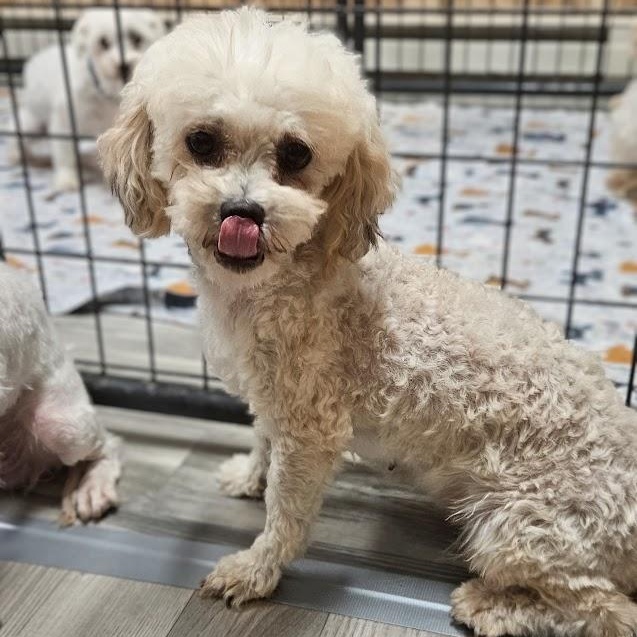 Enlarge Miranda- Foster Home Needed, a Adoptable Bichon Frise in Hartland, WI image 6/6