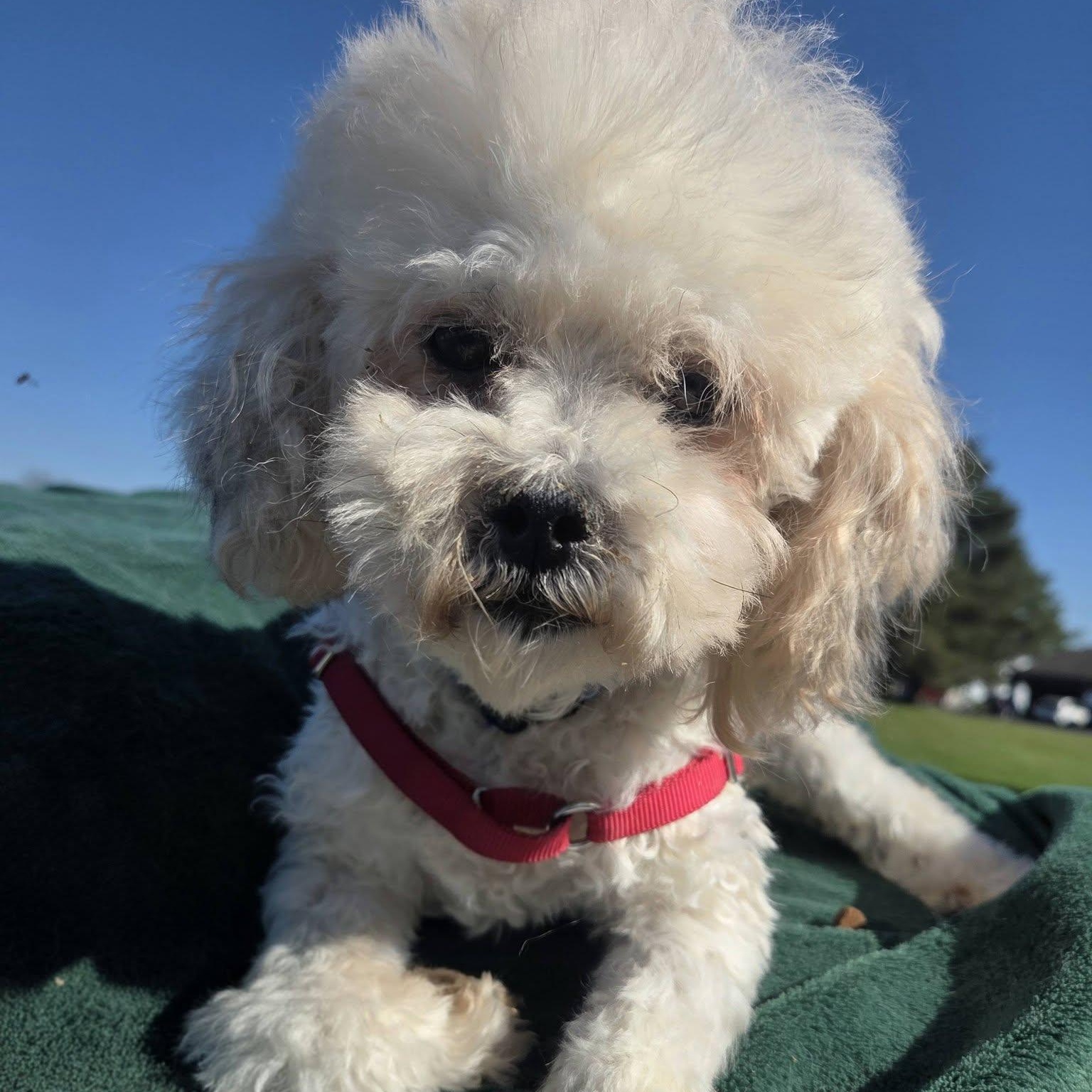 Enlarge Miranda- Foster Home Needed, a Adoptable Bichon Frise in Hartland, WI image 1/6