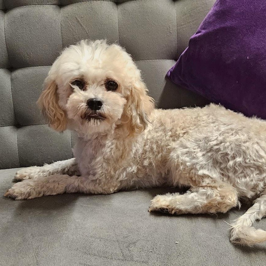 Enlarge Miranda- Foster Home Needed, a Adoptable Bichon Frise in Hartland, WI image 2/6