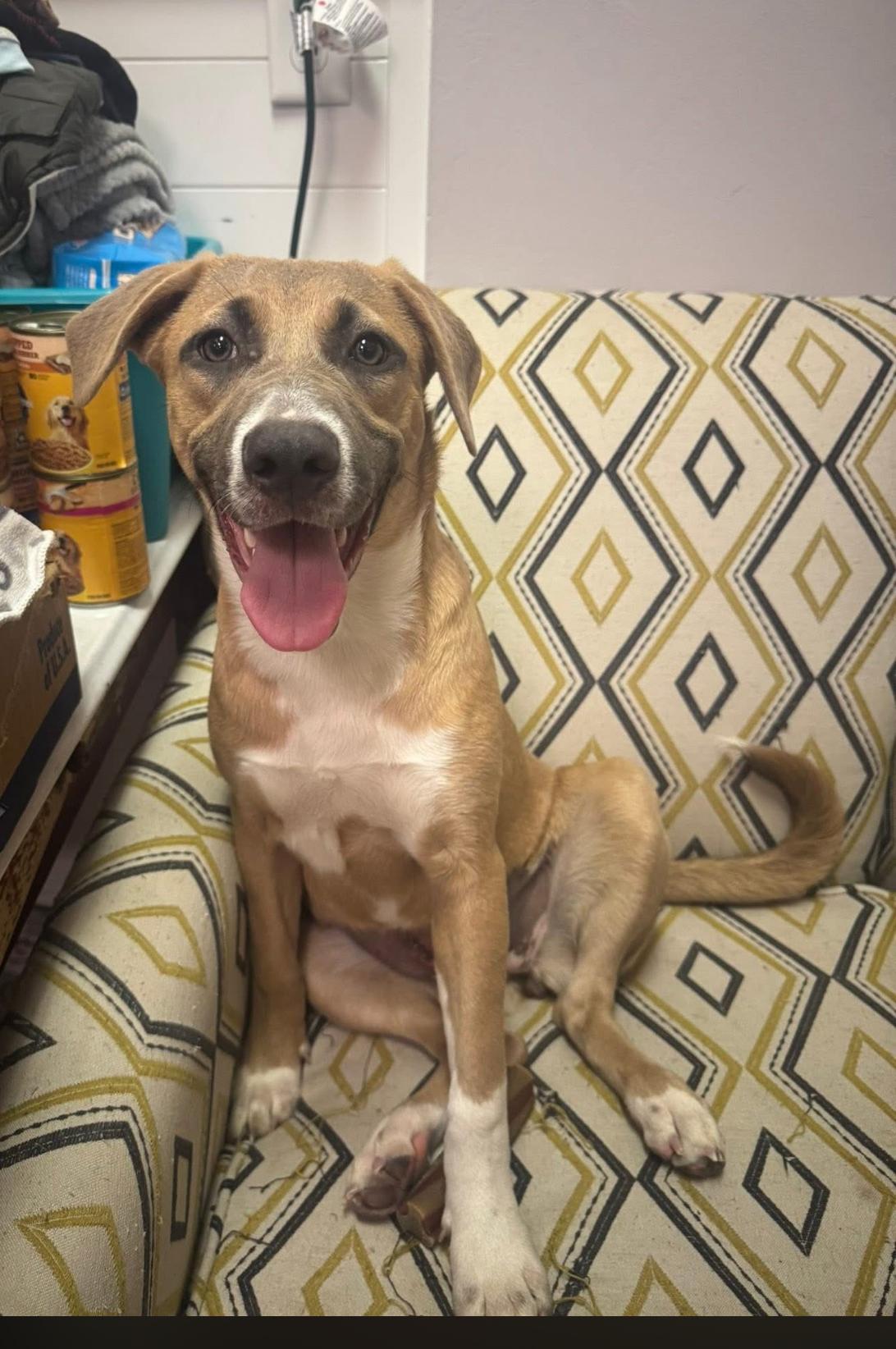 Enlarge Dolly , a ADOPTABLE mixed breed in South Amboy, NJ image 1/3