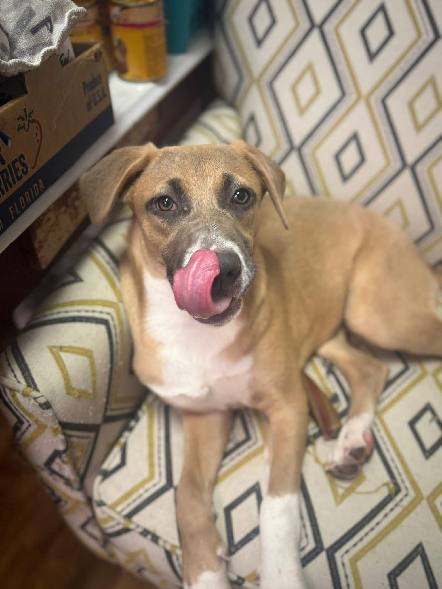 Enlarge Dolly , a ADOPTABLE mixed breed in South Amboy, NJ image 2/3