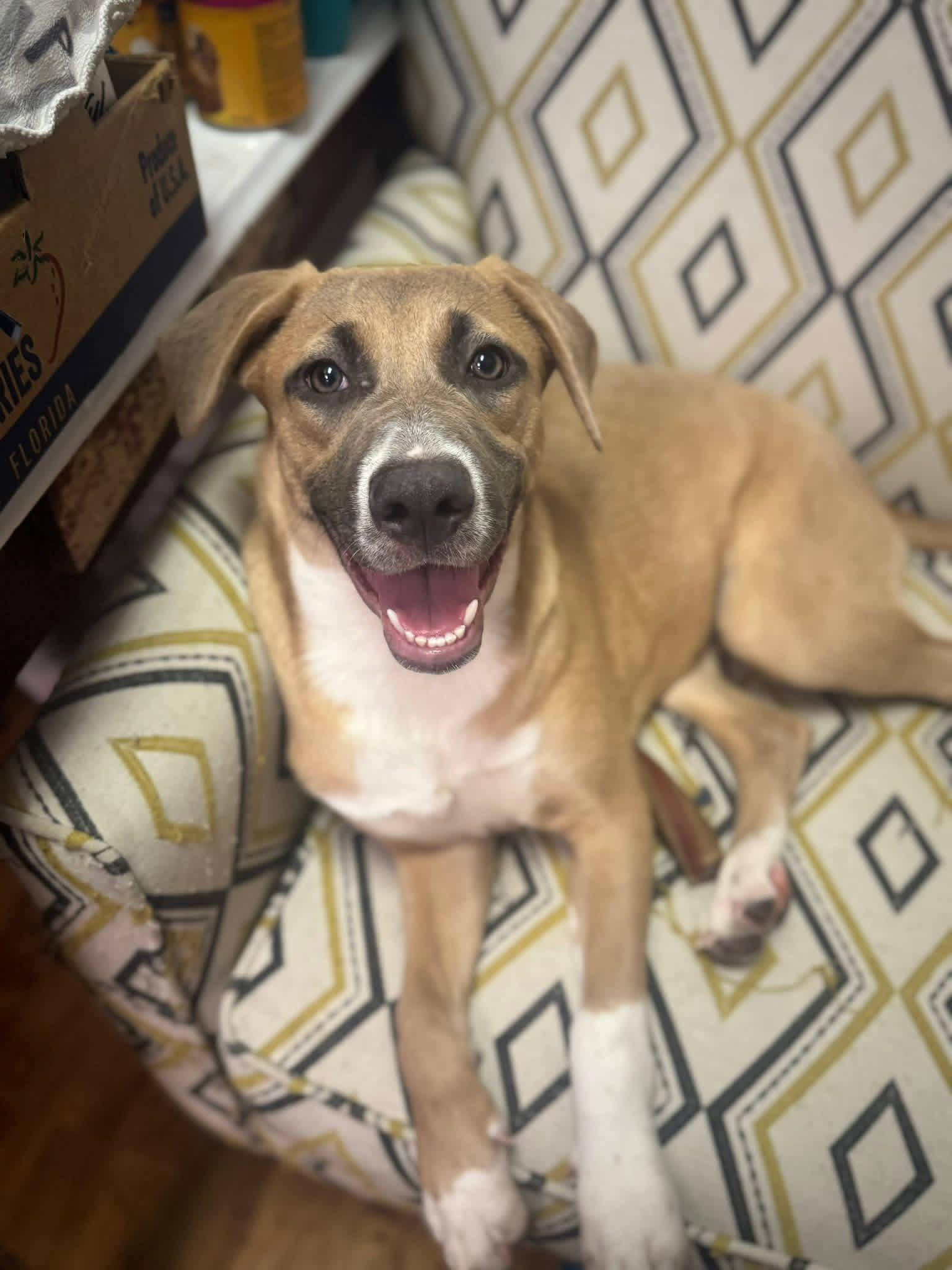 Enlarge Dolly , a ADOPTABLE mixed breed in South Amboy, NJ image 3/3