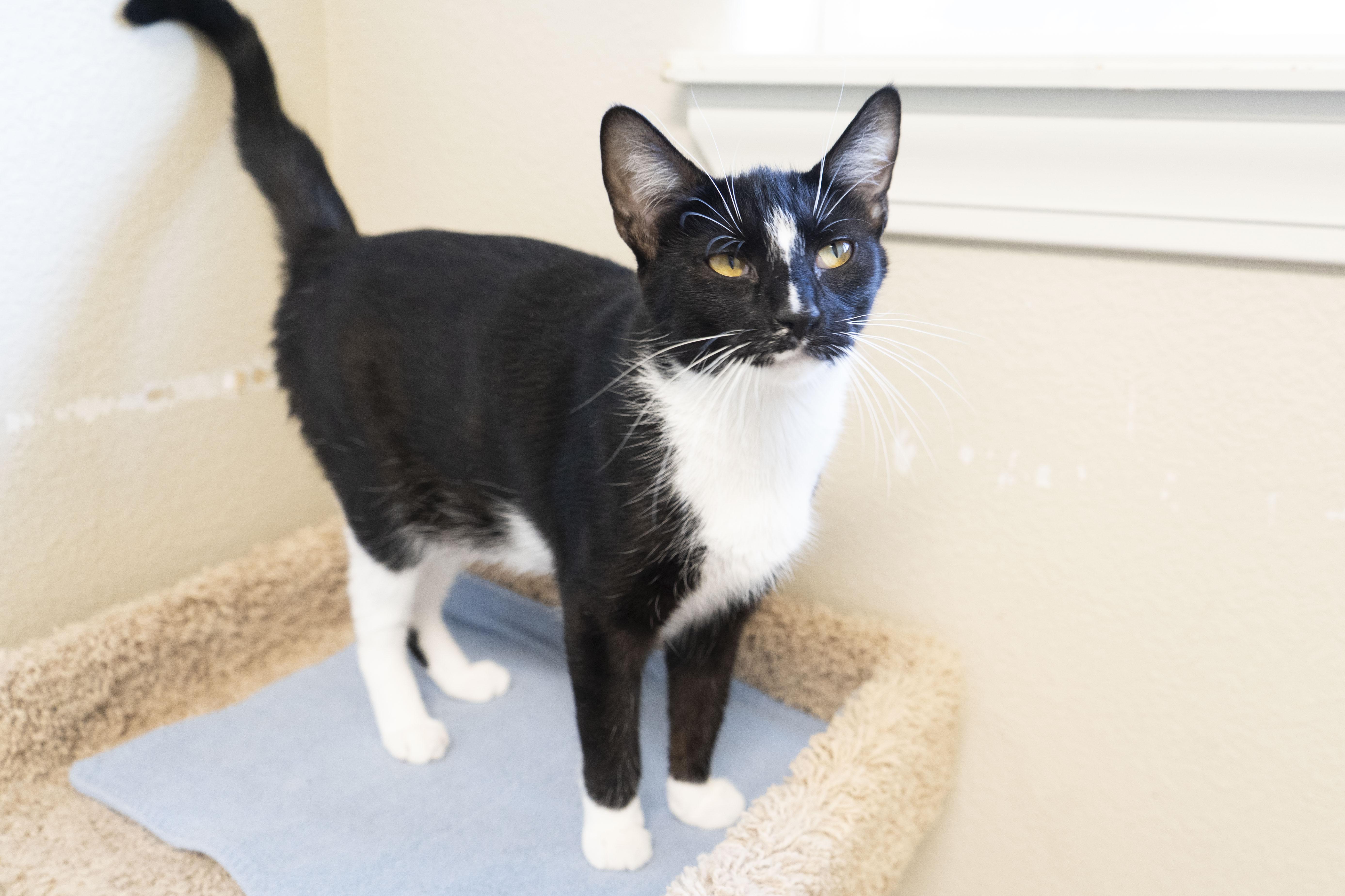 Joie, an adoptable Domestic Short Hair in Boise, ID, 83709 | Photo Image 3