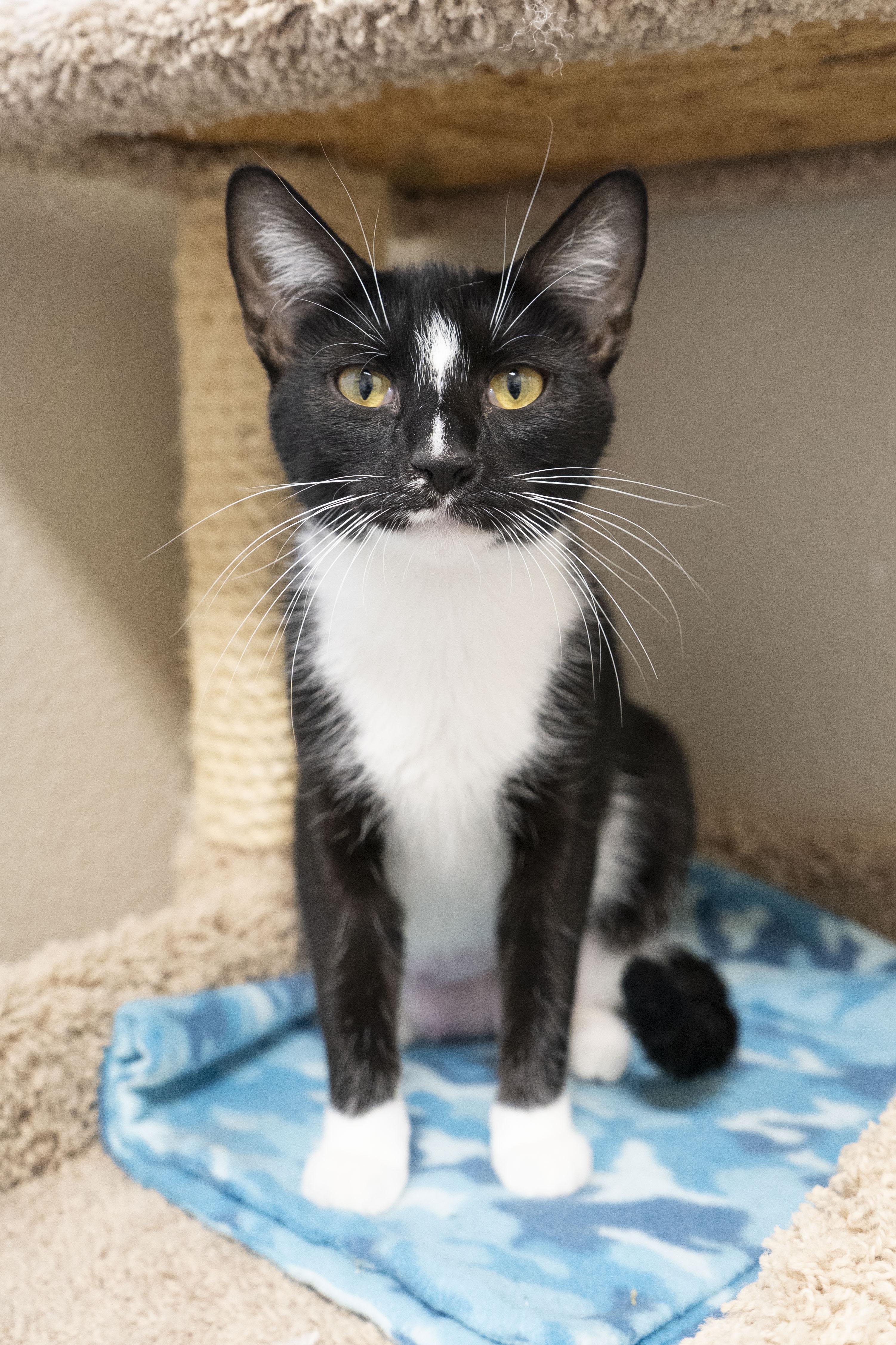 Joie, an adoptable Domestic Short Hair in Boise, ID, 83709 | Photo Image 1