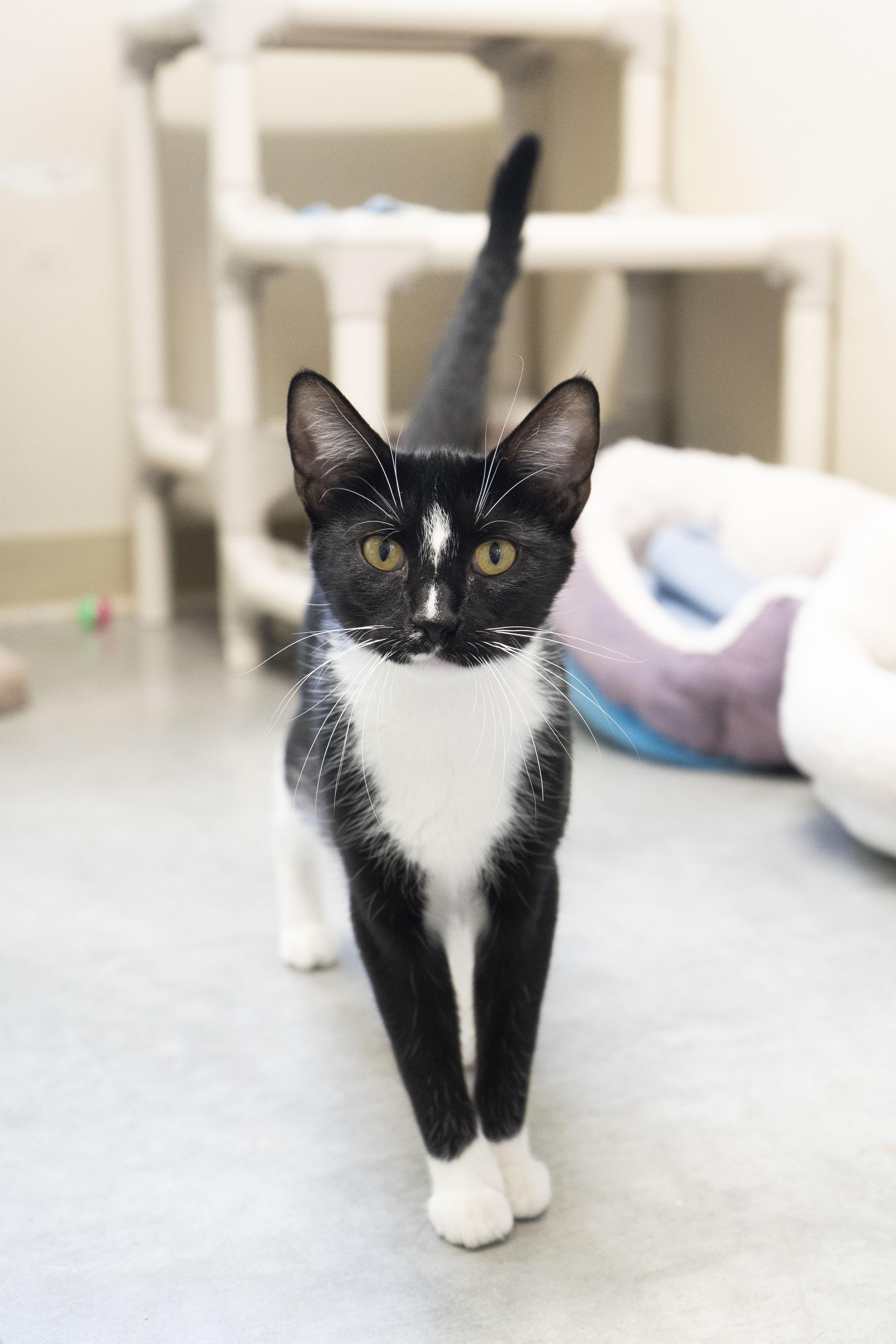 Joie, an adoptable Domestic Short Hair in Boise, ID, 83709 | Photo Image 2